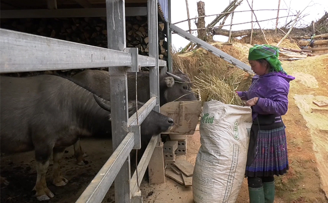Người dân Mù Cang Chải chủ động chăm sóc đàn gia súc phòng, chống thời tiết rét đậm, rét hại.