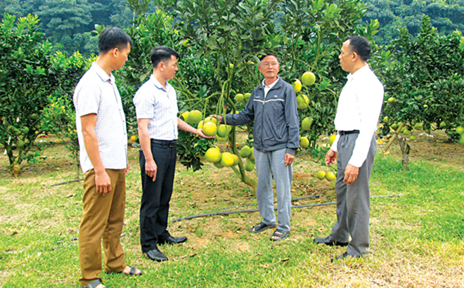 Trồng cây ăn quả có múi đang mang lại thu nhập cao cho nông dân xã Lâm Giang.