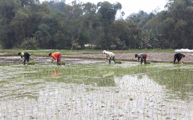 Lục Yên đã gieo trồng được trên 5.700ha cây vụ xuân.