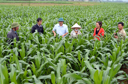 Lãnh đạo xã Yên Phú (Văn Yên) trao đổi với nhân dân về việc phát triển cây ngô vụ đông trên đất 2 vụ lúa.
