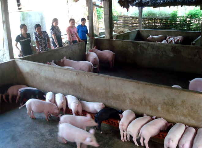 Nhiều hội viên Hội Nông dân huyện Văn Chấn phát triển mô hình chăn nuôi lợn thu nhập gần 100 triệu đồng/năm.