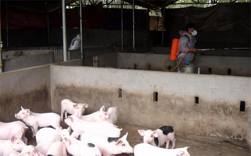 Phun tiêu độc khử trùng chuồng trại lợn ở thành phố Yên Bái. (Ảnh: Minh Huyền)
