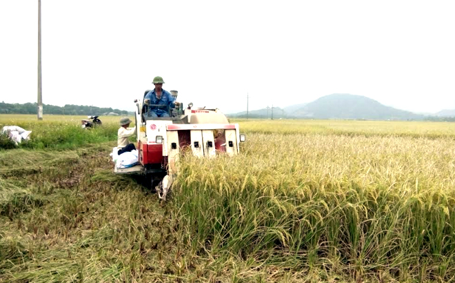 Nông dân Văn Yên đưa cơ giới hóa vào thu hoạch lúa mang lại hiệu quả kinh tế cao. (Ảnh: T.L)