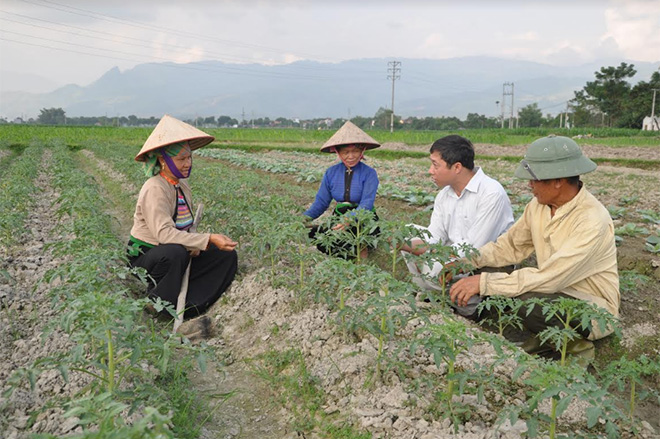 Nông dân thị xã Nghĩa Lộ thâm canh cây màu vụ đông.