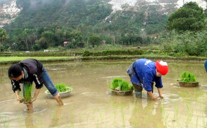 Từ nay đến tết Nguyên đán, Lục Yên sẽ hoàn thành khoảng 30% diện tích gieo cấy lúa đông xuân.