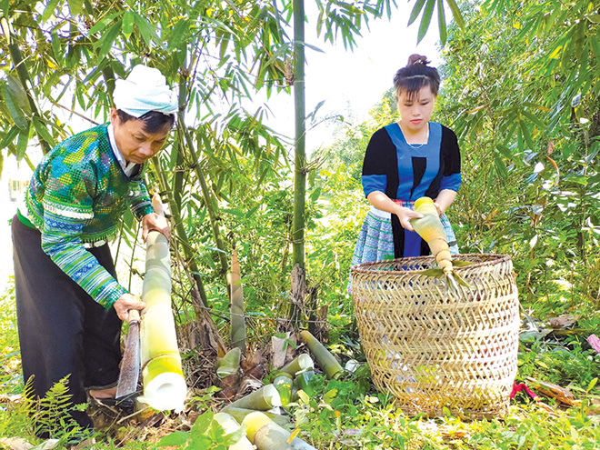 Người dân thôn Đồng Ruộng, xã Kiên Thành thu hoạch măng tre Bát độ.
