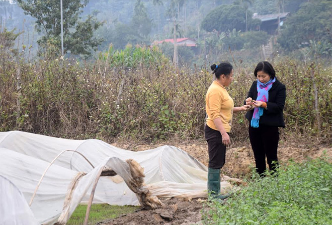 Khuyến nông viên xã Văn Phú, thành phố Yên Bái trao đổi với người dân cách phòng chống rét cho mạ vụ xuân.