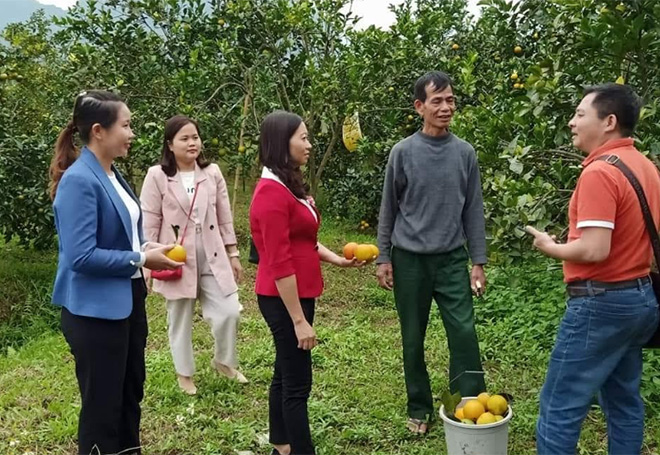 Lãnh đạo Hội Nông dân huyện Lục Yên thăm mô hình trồng cây ăn quả có múi mang lại hiệu quả kinh tế cao của gia đình ông Triệu Gia, thôn Yên Thịnh, xã Vĩnh Lạc.
