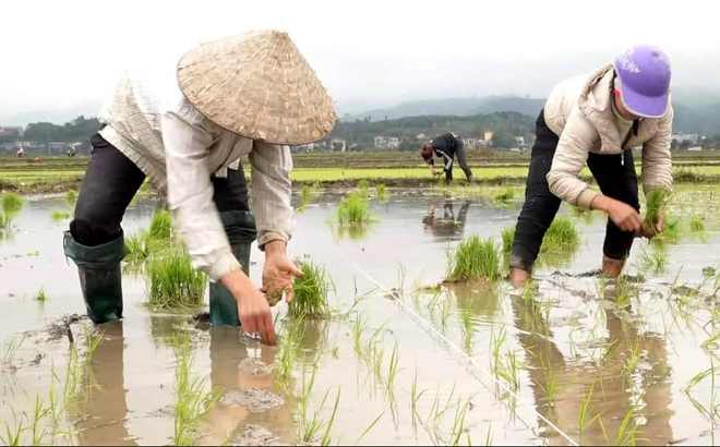 Sau tết Nguyên đán, nhân dân huyện Văn Yên khẩn trương xuống đồng cấy lúa vụ xuân 
