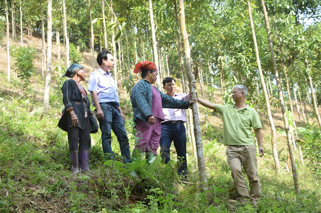 Lãnh đạo Viện Nghiên cứu Lâm sinh, Trung tâm Khuyến nông tỉnh Yên Bái kiểm tra đồi quế của gia đình bà Triệu Thị Duyên ở thôn 2 Túc, xã Phúc Lợi.