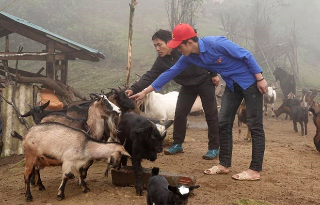 Gia đình anh Hờ A Dì ở bản Tà Chí Lừ, xã La Pán Tẩn, huyện Mù Cang Chải sử dụng tốt vốn vay ưu đãi để phát triển chăn nuôi. (Ảnh: T.L)