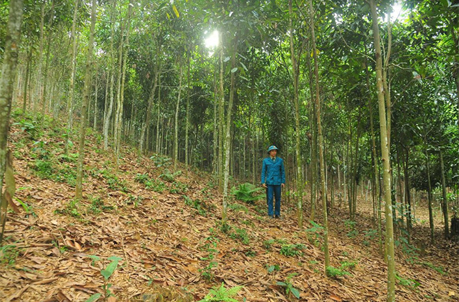 Toàn tỉnh hiện có 78.000 ha quế, không chỉ phủ xanh đất trống, đồi trọc mà còn mang lại no ấm cho người dân. (Ảnh: Quang Thiều)