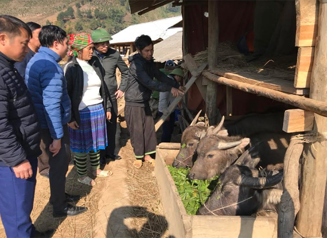 Lãnh đạo Chi cục Chăn nuôi và Thú y tỉnh kiểm tra phòng chống rét và dịch bệnh cho đàn vật nuôi tại huyện Trạm Tấu.