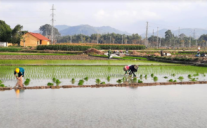 Nông dân thị xã Nghĩa Lộ gieo cấy lúa xuân trong khung thời vụ tốt nhất.