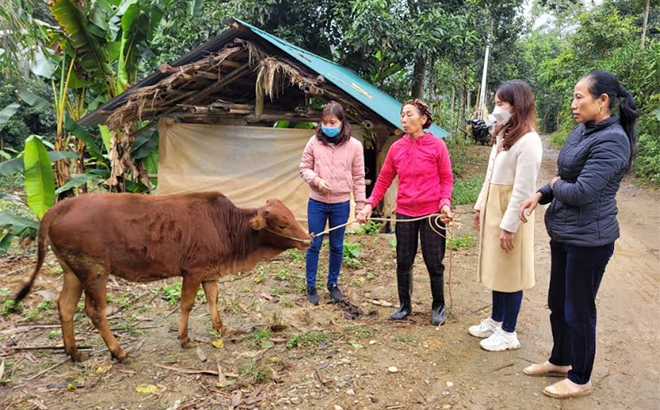 Gia đình bà Lê Thị Tài, thôn Làng Quạch, xã Ngòi A, huyện Văn Yên chăm sóc tốt con bò được hỗ trợ từ Dự án để phát triển kinh tế gia đình.