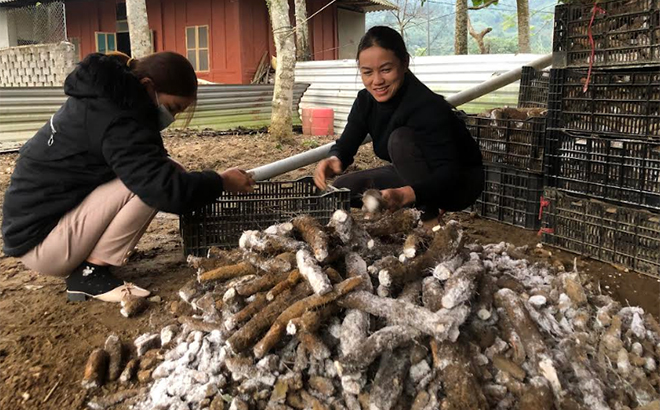 Thành viên Hợp tác xã Lũng Lô, xã Thượng Bằng La, huyện Văn Chấn sơ chế sản phẩm dược liệu.