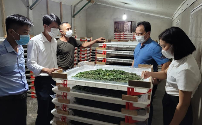 Làm giàu từ mô hình sản xuất nấm đông trùng hạ thảo quy mô công nghiệp  Kinh  doanh  Vietnam VietnamPlus