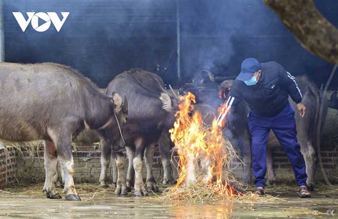 Đốt lửa sưởi ấm cho đàn trâu trong những ngày rét đậm, rét hại