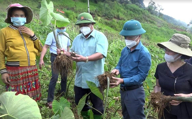 Thường trực HĐND huyện Trạm Tấu thực hiện giám sát mô hình liên kết sản xuất khoai sọ tại xã Bản Mù.