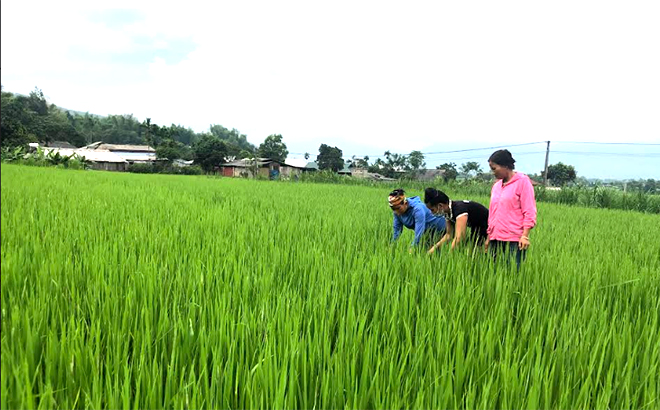 Nông dân xã Phúc Sơn, thị xã Nghĩa Lộ trao đổi kỹ thuật chăm sóc, sản xuất lúa hữu cơ.