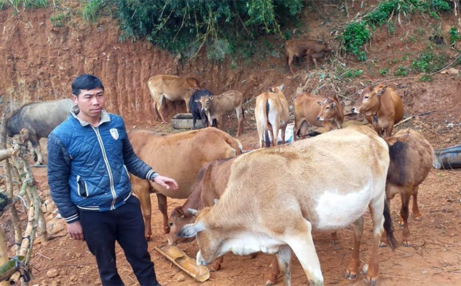 Mô hình chăn nuôi trâu, bò hiệu quả từ vay vốn tín dụng chính sách của ông Giàng A Hồng, xã Kim Nọi, huyện Mù Cang Chải.