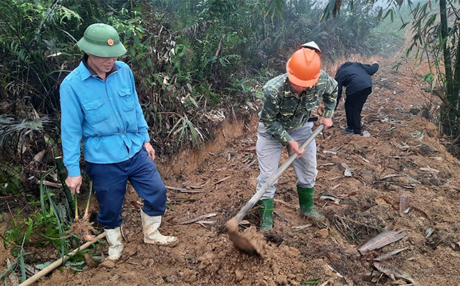 Nông dân xã Lương Thịnh, huyện Trấn Yên trồng tre Bát độ.