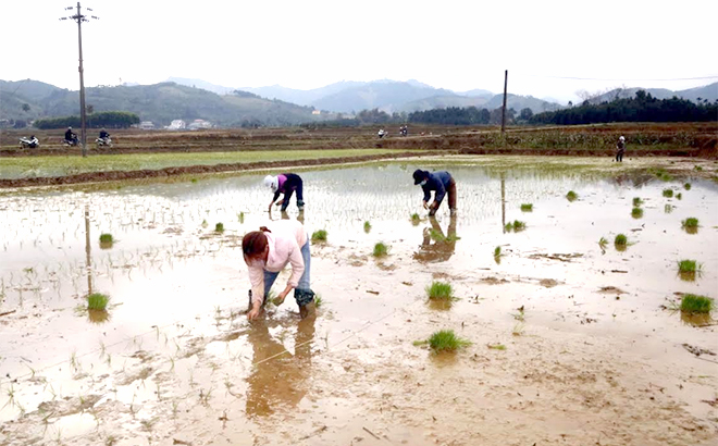 Nông dân huyện Văn Yên gieo cấy lúa đông xuân.