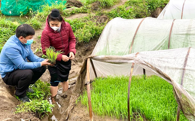 Chị Lò Thị Mặc ở thôn Hát 1, xã Hát Lừu kiểm tra mạ.