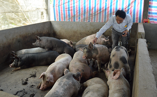 Cán bộ Trung tâm Dịch vụ, Hỗ trợ phát triển nông nghiệp huyện Văn Yên tiêm vắc - xin phòng dịch cho đàn vật nuôi ở xã Xuân Ái.
