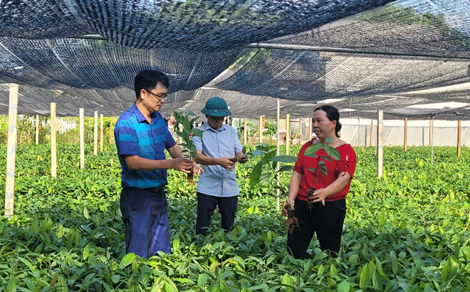 Vườn ươm quế giống của gia đình bà Phạm Thị Dịu, thôn Hương Lý, xã Đại Đồng, huyện Yên Bình cho thu nhập từ 200 - 300 triệu đồng/năm.