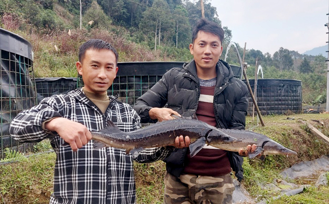 Cá tầm thương phẩm của xã Nà Hẩu, huyện Văn Yên.