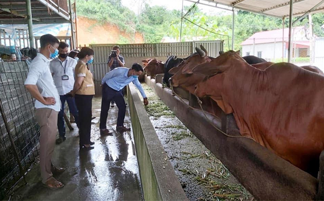 HĐND huyện Trấn Yên giám sát việc thực hiện Nghị quyết 69 của HĐND tỉnh tại cơ sở chăn nuôi trâu, bò hữu cơ sinh sản của bà Nguyễn Thị Lý, thôn Khe Cam, xã Hưng Khánh.