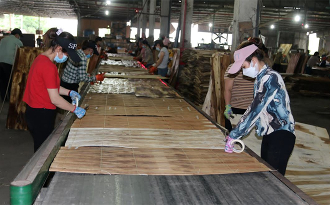 Production of plywood at JUNMA Yen Bai joint Stock Company.
