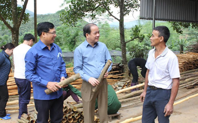 Đồng chí Tạ Văn Long - Phó Bí thư Thường trực Tỉnh ủy thăm mô hình sản xuất quế hữu cơ của hộ gia đình ông Nguyễn Xuân Dương xã Báo Đáp, huyện Trấn Yên.