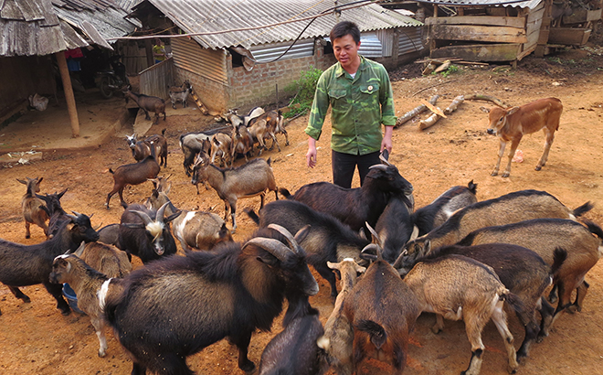 Một mô hình hội viên nông dân huyện Mù Cang Chải nuôi dê, từng bước thoát nghèo.