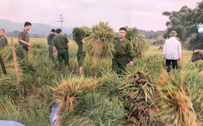 Cán bộ, chiến sĩ Công an huyện Văn Yên giúp dân thu hoạch lúa.