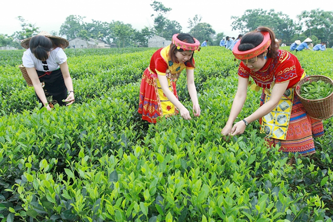 Hoa Kỳ tăng nhập khẩu chè từ thị trường Việt Nam.