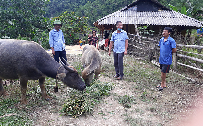 Đồng bào dân tộc thiểu số tại xã Cát Thịnh, huyện Văn Chấn được hỗ trợ trâu giống để phát triển kinh tế.