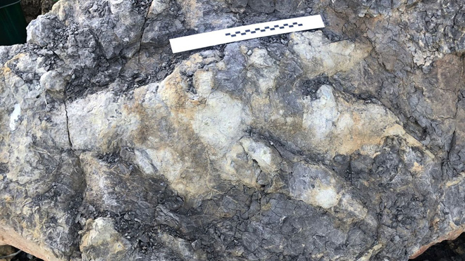 Dấu chân khổng lồ 166 triệu năm tuổi được tìm thấy trên bờ biển ở hạt Yorkshire, Anh. Ảnh: Marie Woods/University of Manchester.