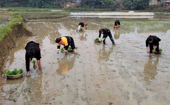 Ngay từ mùng 3 tết Nguyên đán Quý Mão, người dân xã Xuân Lai, huyện Yên Bình đã xuống đồng cấy lúa xuân cho kịp lịch thời vụ.