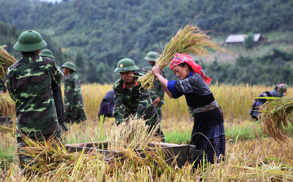 Cán bộ, chiến sĩ lực lượng vũ trang thị xã Nghĩa Lộ giúp dân thu hoạch lúa.