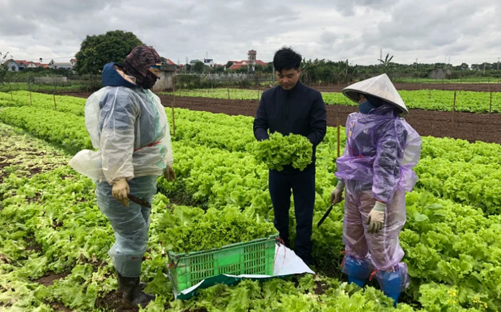 Nông dân thôn Từ Hồ, xã Yên Phú, huyện Yên Mỹ (Hưng Yên) thu hoạch rau cung cấp ra thị trường dịp giáp Tết Nguyên đán Giáp Thìn 2024.