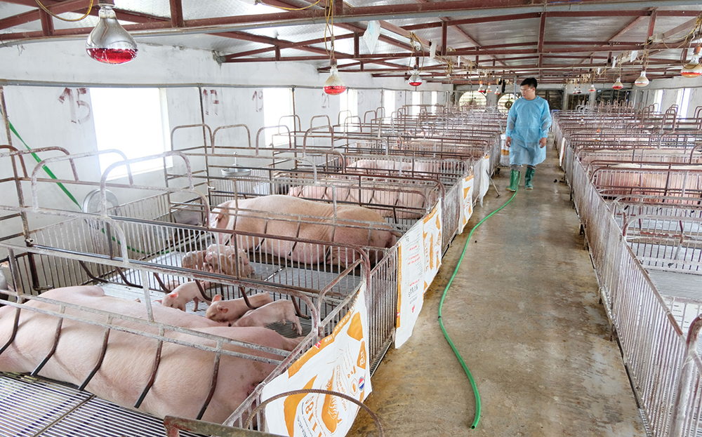 Đầu tuần, giá lợn hơi ổn định trên địa bàn cả nước.