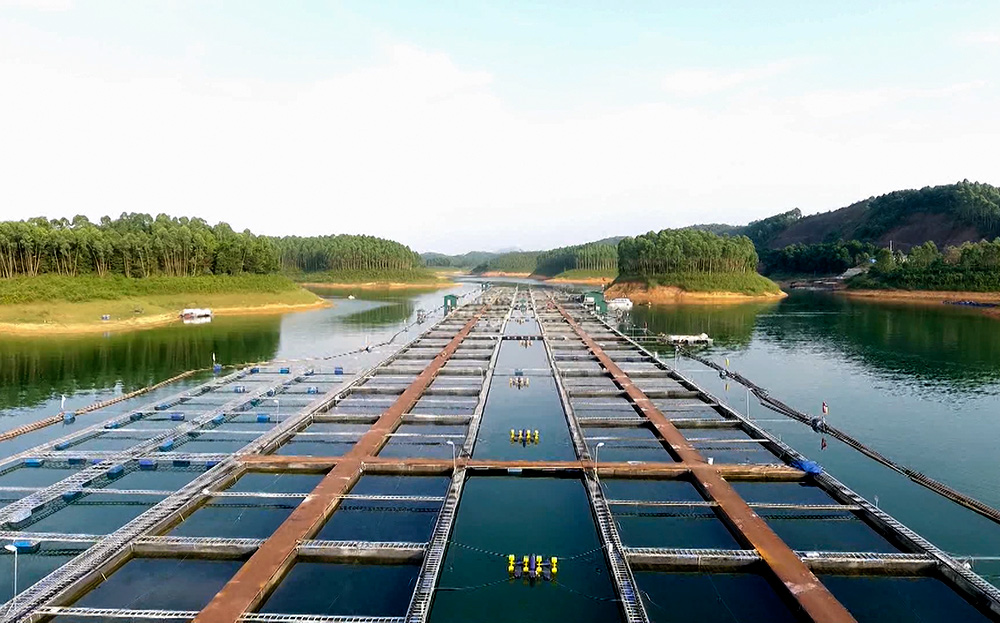 Hệ thống nuôi cá lồng của HTX thủy sản Hoàng Kim tại xã Hán Đà, huyện Yên Bình.