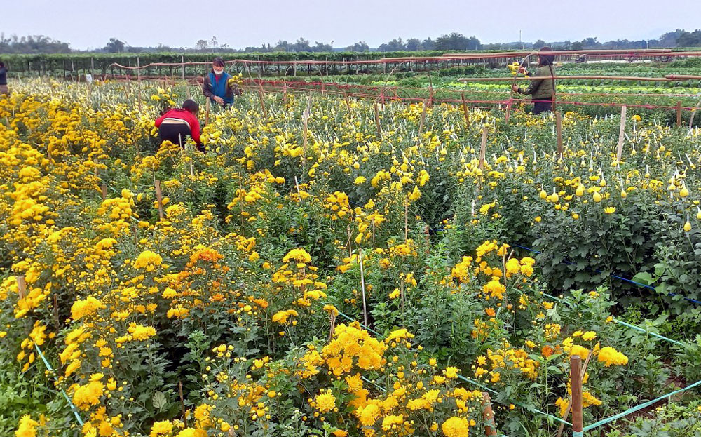 Những luống cúc trên những cánh đồng hoa Tuy Lộc đã bắt đầu được người dân thu hái phục vụ khách hàng.

