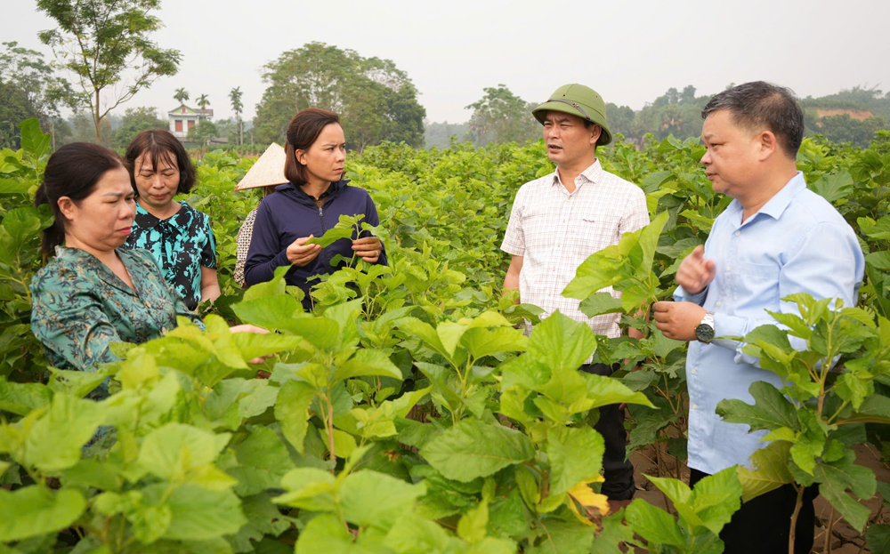 Lãnh đạo huyện Trấn Yên thăm ruộng dâu của Hợp tác xã dâu tằm Hạnh Lê xã Thành Thịnh hồi phục sau bão số 3.