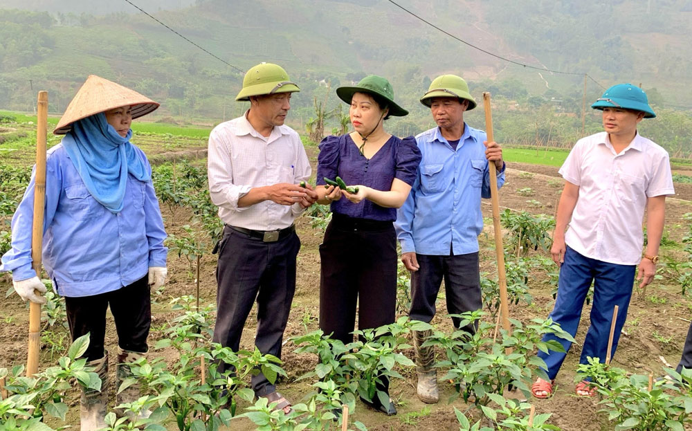 Lãnh đạo Đảng ủy thị trấn Sơn Thịnh, huyện Văn Chấn kiểm tra mô hình trồng ớt xuất khẩu.