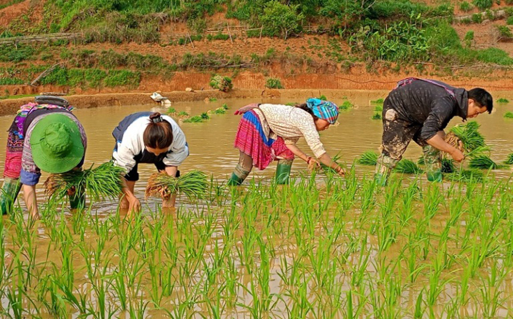 Nông dân xã Lao Chải gieo cấy lúa xuân.