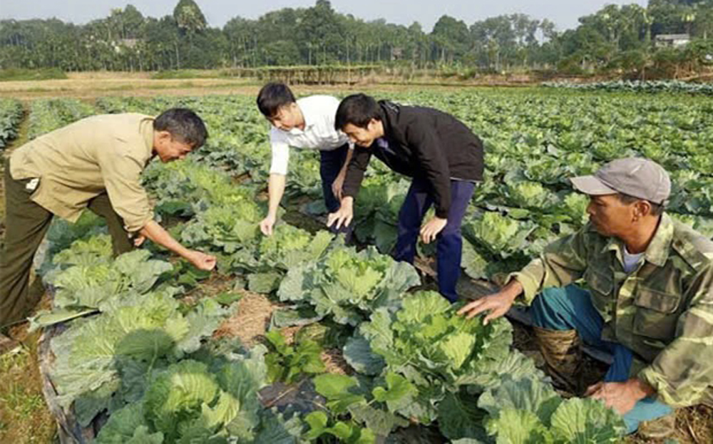 Nhân dân xã Âu Lâu, thành phố Yên Bái trồng rau an toàn mang lại hiệu quả kinh tế cao.