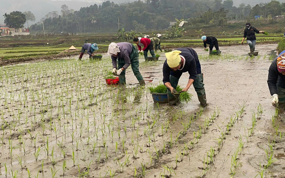 Nông dân xã An Thịnh, huyện Văn Yên gieo cấy lúa xuân.